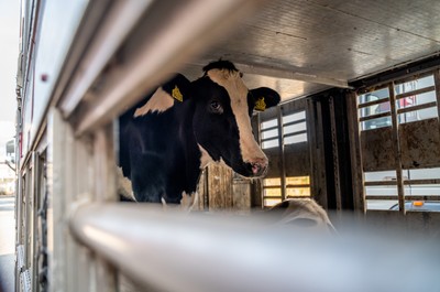 Krávy v transportu na odpočívadle v Turecku - Nevinné oběti